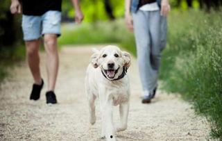 娱乐吃瓜酱遛狗,揭秘明星宠物日常